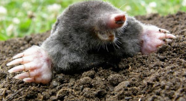 mole emerging from soil