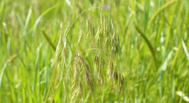 drooping inflorescence of cheatgrass with background of field of grasses