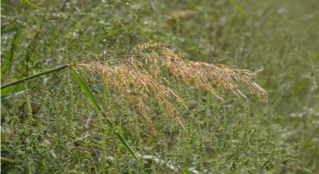 indiangrass inflorescence