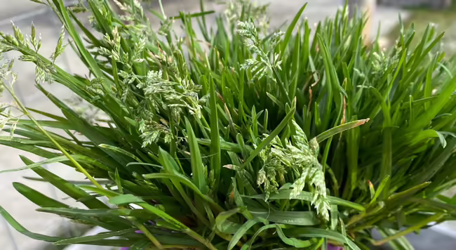 Clump of Annual Bluegrass