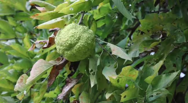 Osage orange fruit