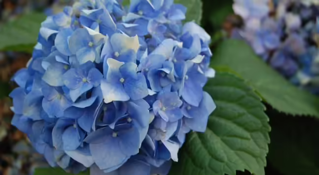 Blue flower on green leaves