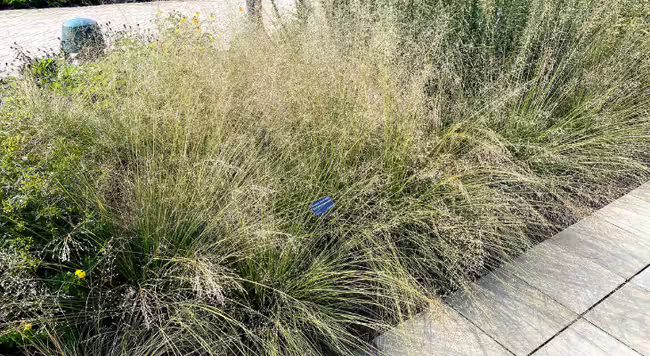 clumps of prairie dropseed in bloom next to a walkway