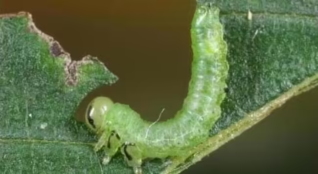 Elm zigzag sawfly larva