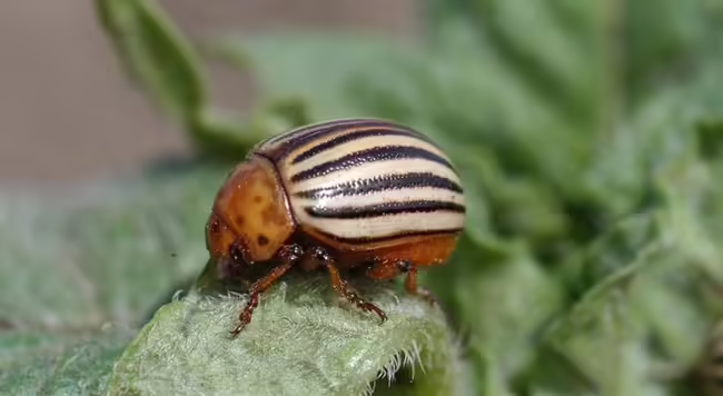 Colorado potato beetle