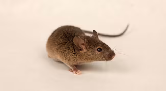 house mouse