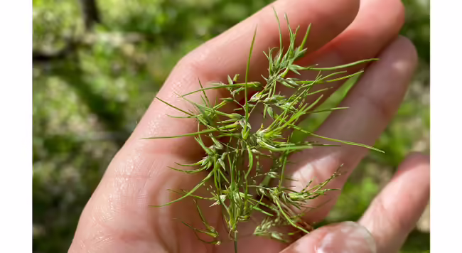 flower of bulbous bluegrass held in a hand