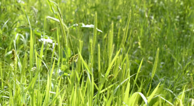 a patch of Little Barley grass