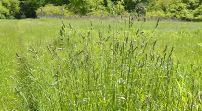 clump of orchard grass in bloom