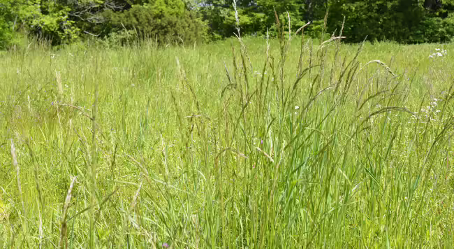 clump of Tall Fescue