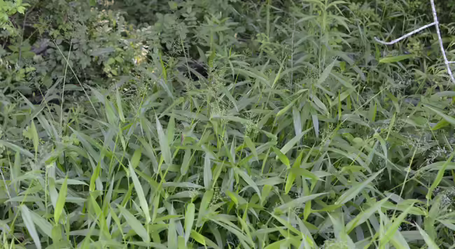 bunch of deer tongue grass on woodland edge