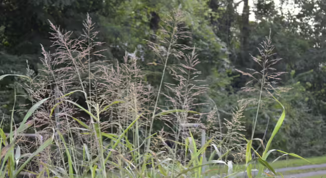 clump of johnsongrass in bloom with red seed heads