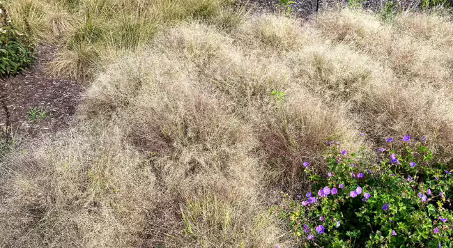 Short, clumping grasses planted in a garden
