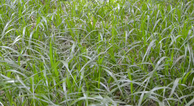 patch of grass with arching leaves