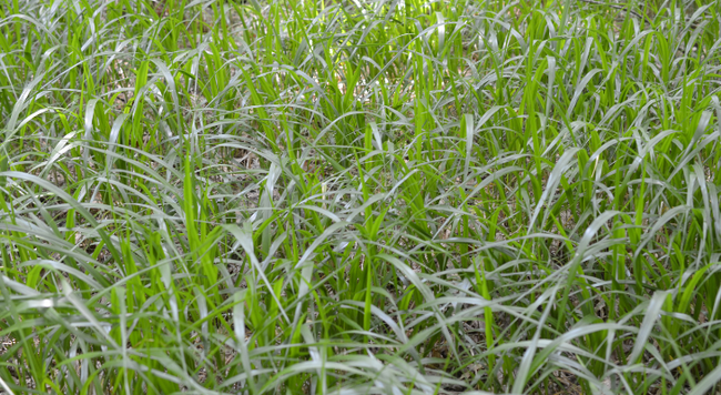 patch of grass with arching leaves