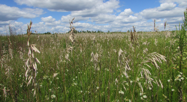 field of smooth brome with seed heads