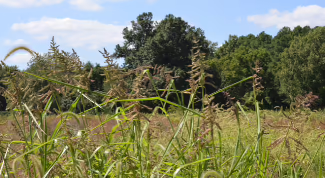 barnyard grass in bloom with trees in the background