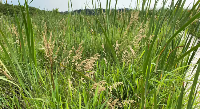 landscape view of a wetland with cattails and bluejoint grass