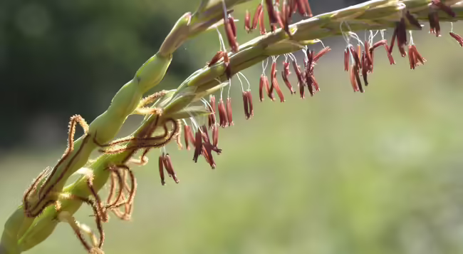 close up of the flowers of Gama Grass in bloom