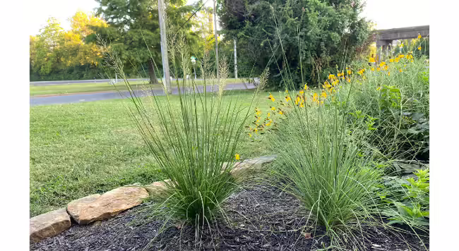 two clumps of grass in a pollinator garden