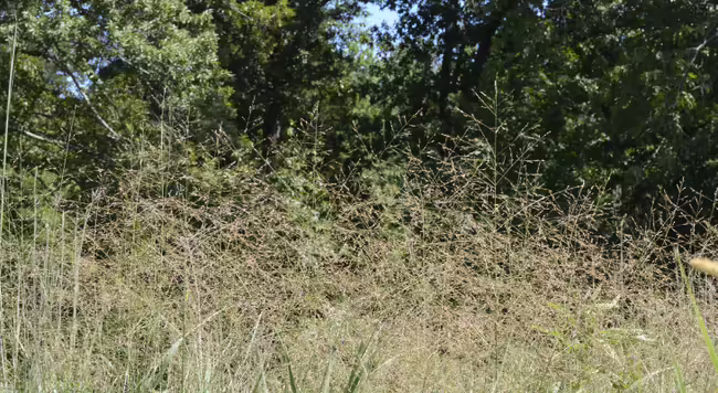 group of Switchgrass in bloom