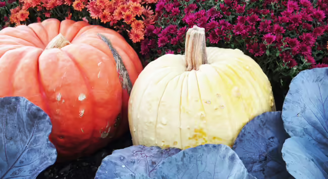 Fall garden with pumpkins