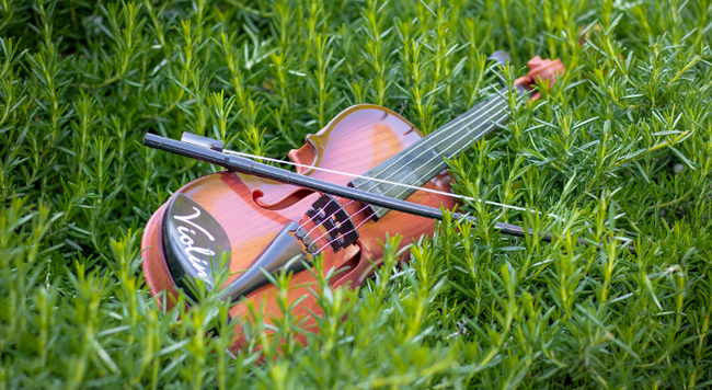 Violin in a garden