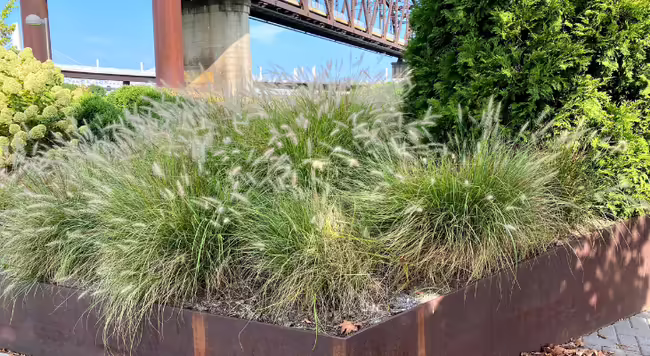clumps of fountain grass in bloom in a landscape bed with a bridge in the background