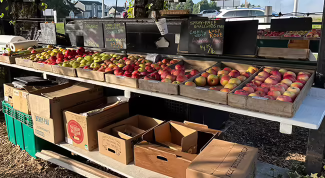 apples displayed in trays on a table for sale at a roadside market