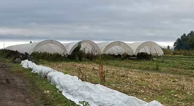 four high tunnels in a row covered with white plastic on a Washington State Vegetable farm