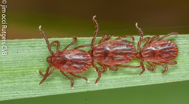 This image shows three Asian Longhorned Ticks walking in a line along a green blade of grass. These ticks have oval-shaped bodies and multiple legs extending from their sides. The texture and coloration of their bodies are clearly visible, showing a shiny, slightly ridged exoskeleton. The photo credit on the left side reads “© jim occi Rutgers CVB.