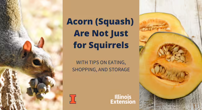 Acorn Squash Are Not for Just Squirrels: With Tips on Eating, Shopping, and Storage