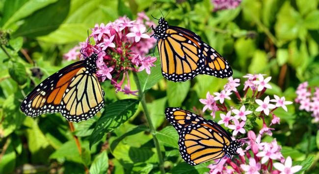 Monarch butterflies on milkweed