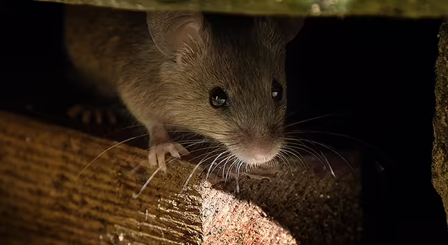 a mouse emerging from the sill of a wall