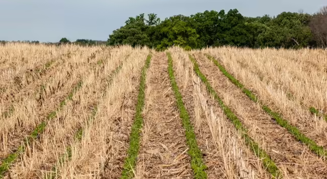 No-till soybean residue with rye cover crop