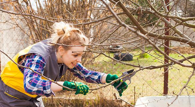A woman in a vest, long sleeved flannel shirt and gloves prunes a tree branch with hand clippers