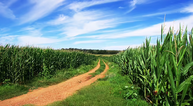 corn field with blue sky and dirt road