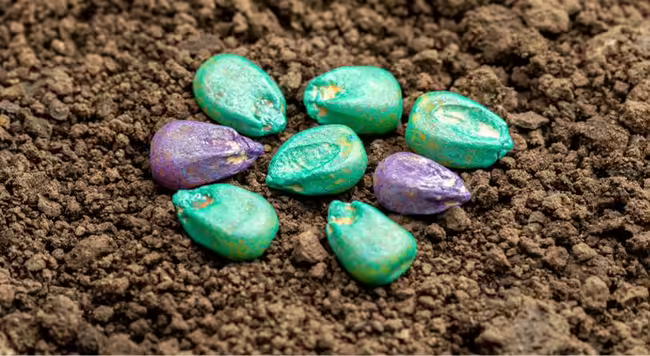 Several pesticide treated corn seeds that have been dyed purple and teal and closely grouped on an exposed soil surface.  