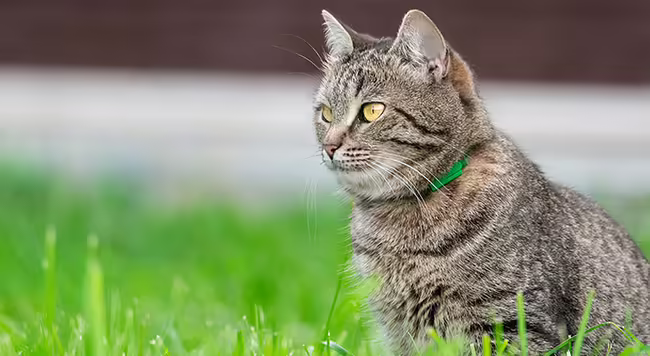 a grey cat sits in the grass outside
