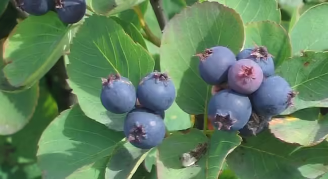 a bunch of light blue serviceberries on a bush ready to be picked
