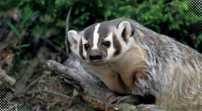 American Badger out in the wild