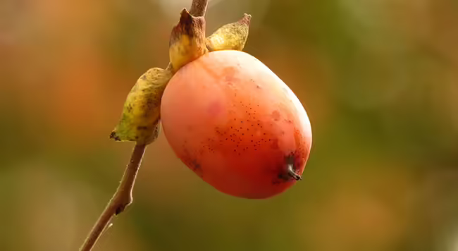 close-up of a persimmon