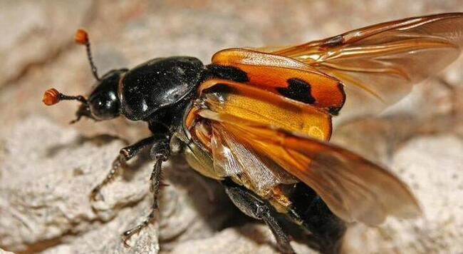 American burying beetle