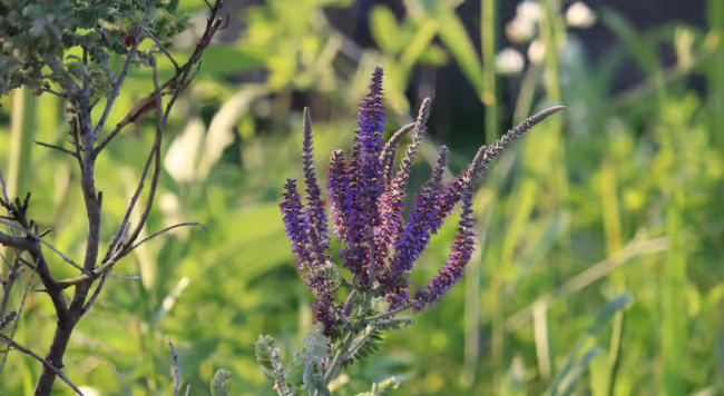 Amorpha canescens - Lead Plant - Layne Knoche