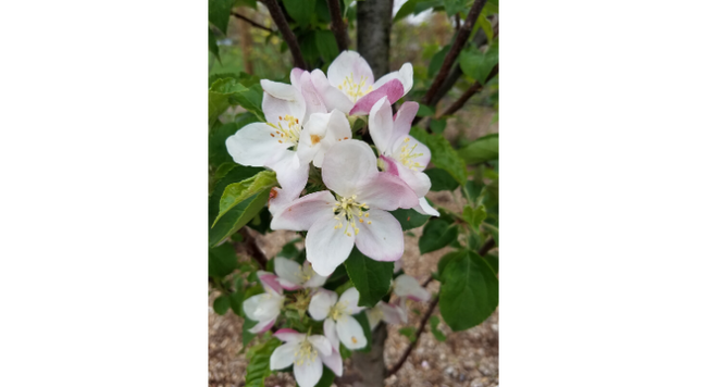 Apple trees in our area are in full bloom this week.  Unlike peach trees which suffered cold damage, many apple trees in central Illinois seem to have endured.