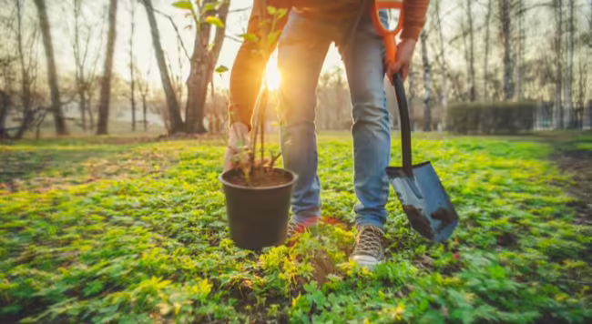 person planting tree