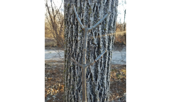Ash trees have a distinctive, opposite branch arrangement observable by twigs that occur directly across from each other on each stem.