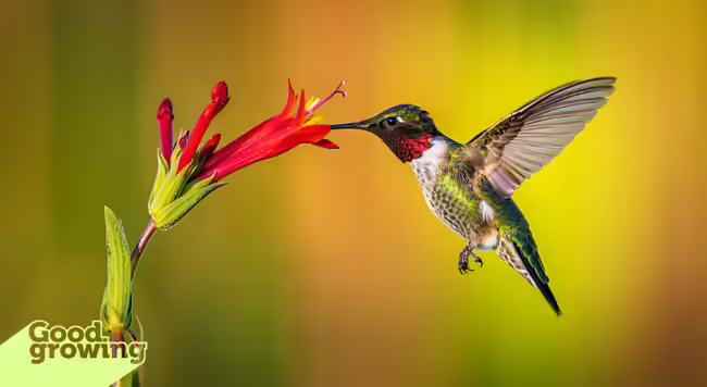   Ruby-throated hummingbird sipping nectar from a red tubular flower in soft bokeh light