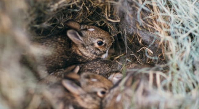 Cottontail rabbit babies in nest.