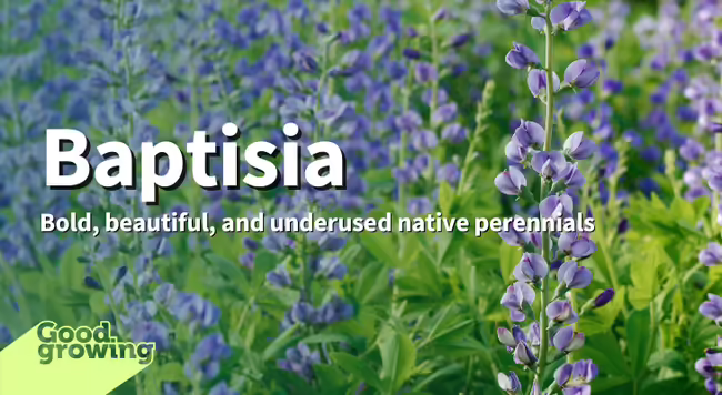 Baptisia: Bold, beautiful, and underused native perennials. Purple baptisia flowers and green foliage